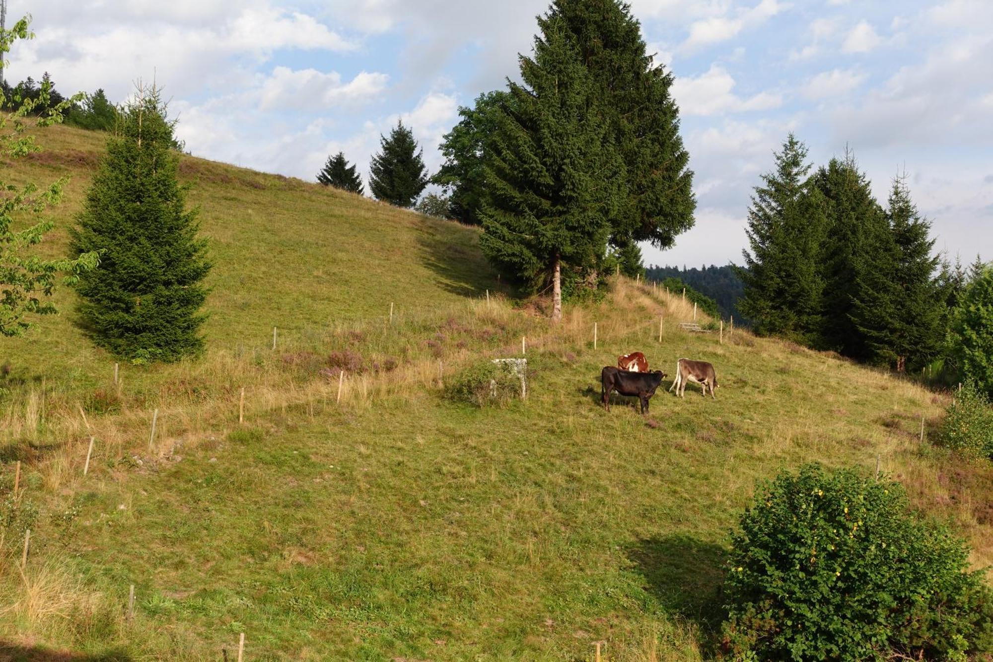 Apartments Amalia - Mit Wlan Und Sky In Traumhafter Lage Todtmoos Bilik gambar